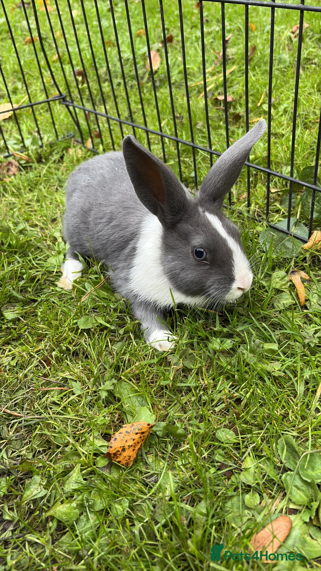 Rex rabbits for sale: Beautiful dwarf lop and mini rex babies  - Image 33