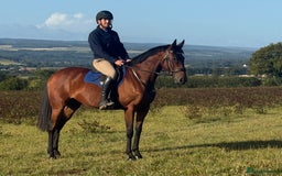 Irish Thoroughbred horses for sale: Excellent safe hacking / hunter - Image 1