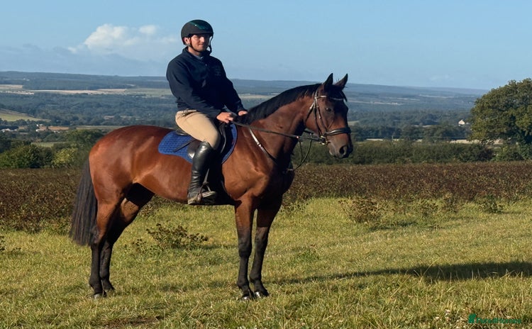 Irish Thoroughbred horses - Advert 2