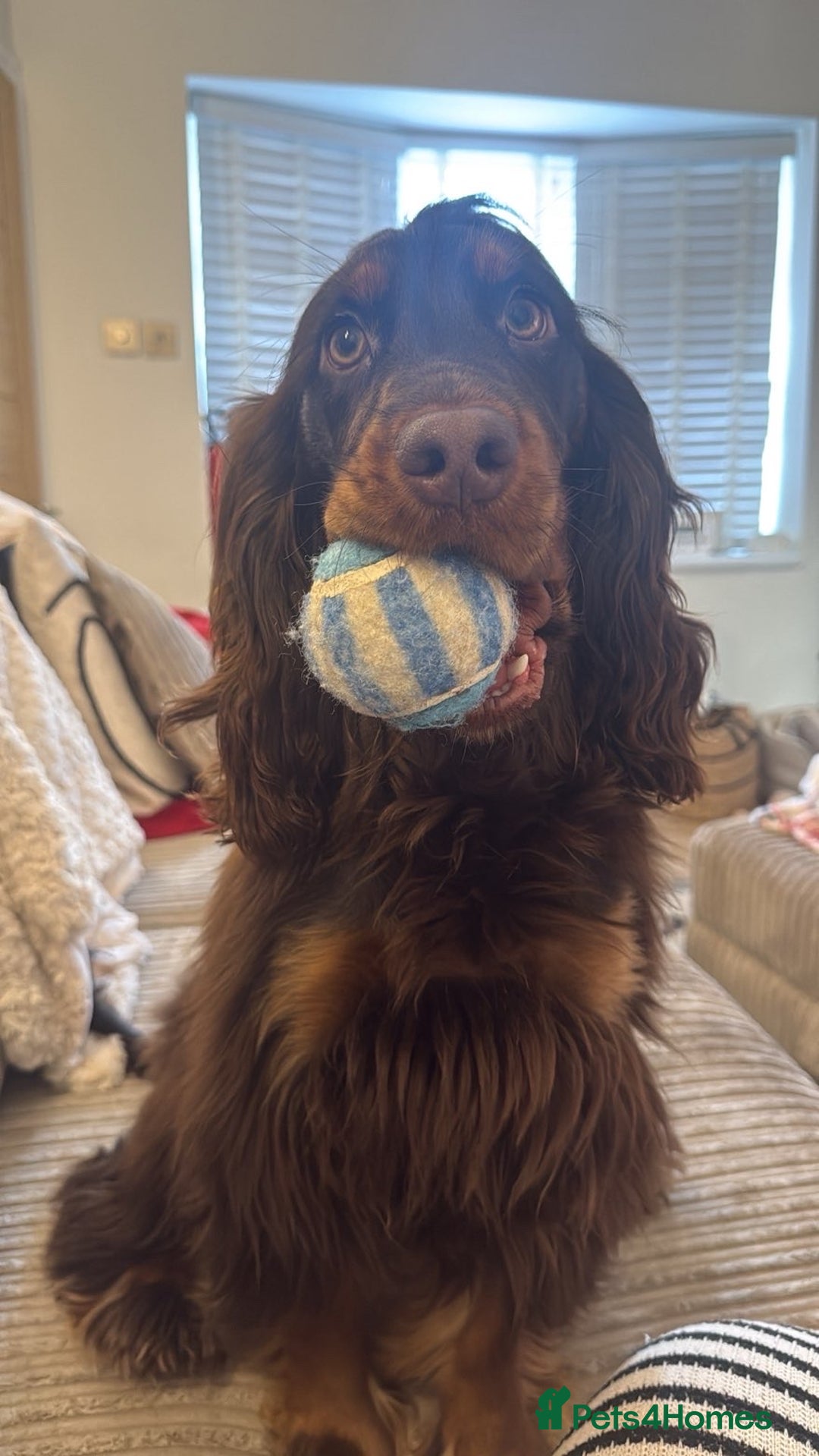 Cocker Spaniel dogs for sale: Cocker spaniel for sale  - Advert 2