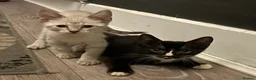 Sphynx cats for sale: LAST FEMALE fluffy half Sphynx kitten - Ready Now  - Advert 5