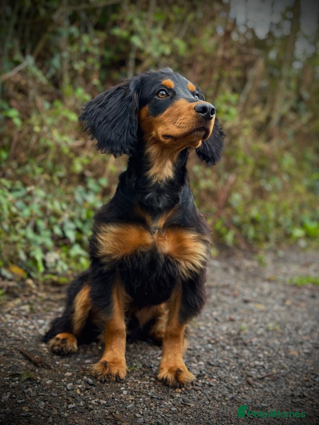 Cocker Spaniel dogs for stud: Stunning Black and Tan stud - Advert 3