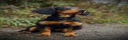 Cocker Spaniel dogs for stud: Stunning Black and Tan stud - Advert 7