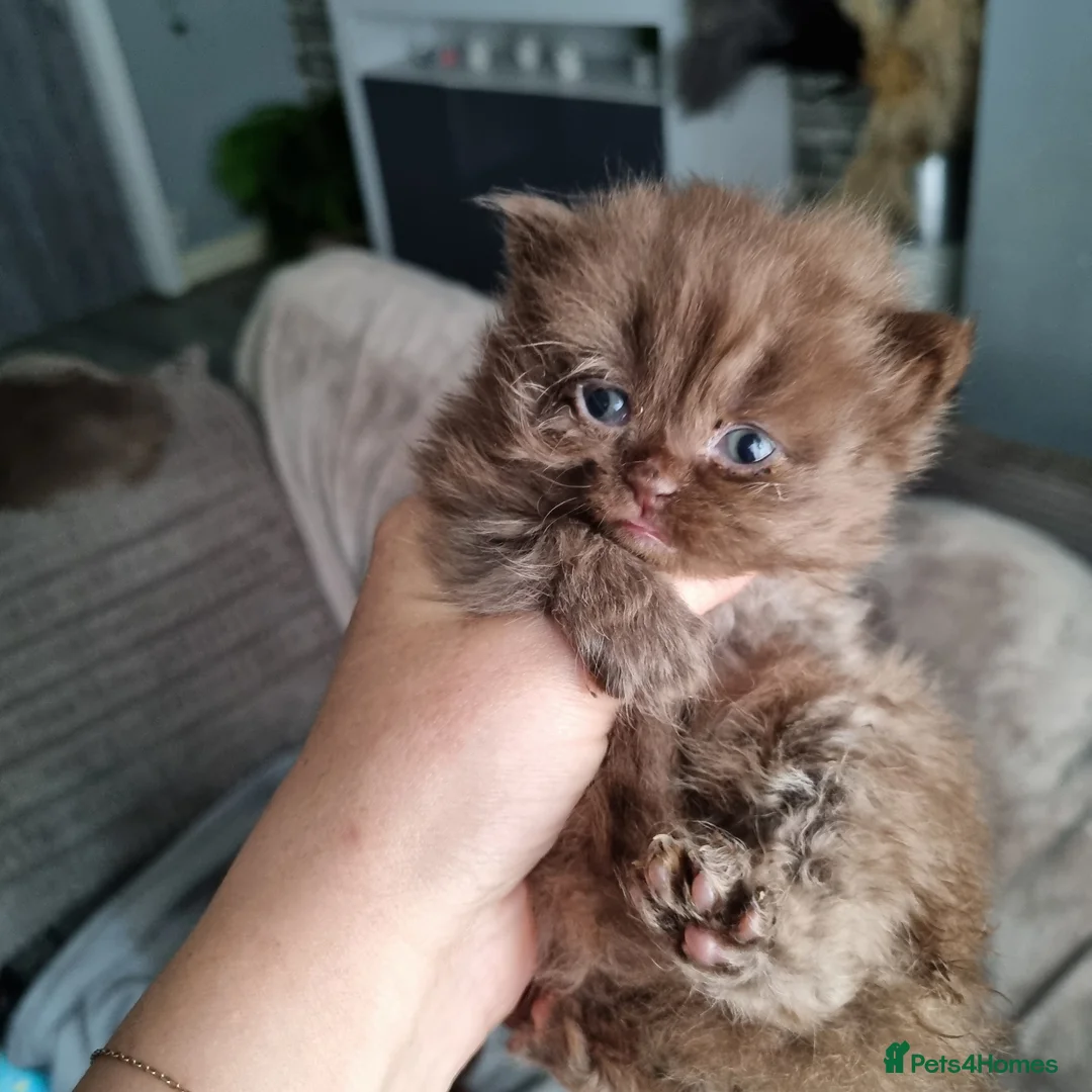 British Shorthair cats for sale: Beautiful kitten's  - Advert 9