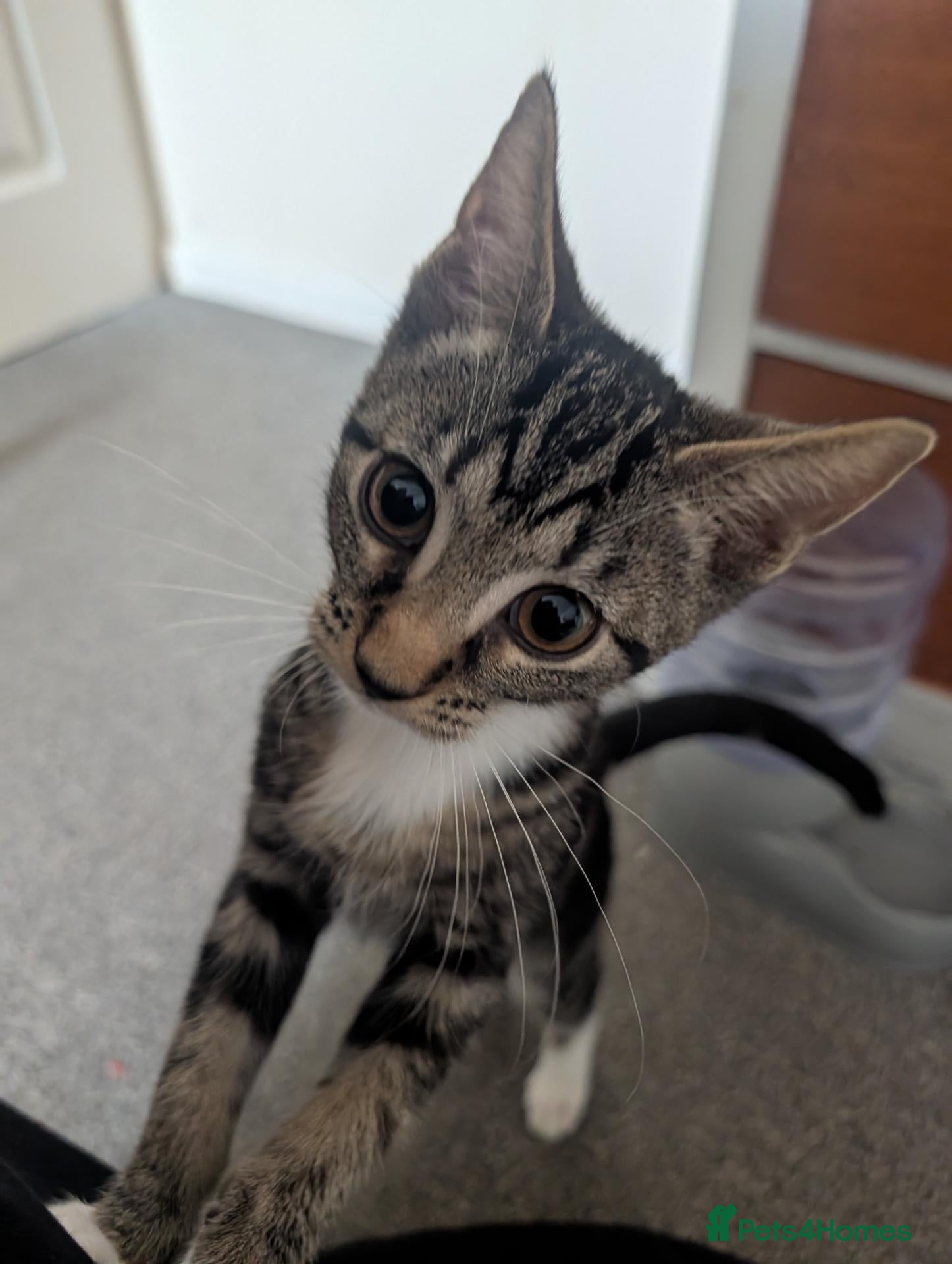 Mixed Breed cats Female kitten  - Advert 1