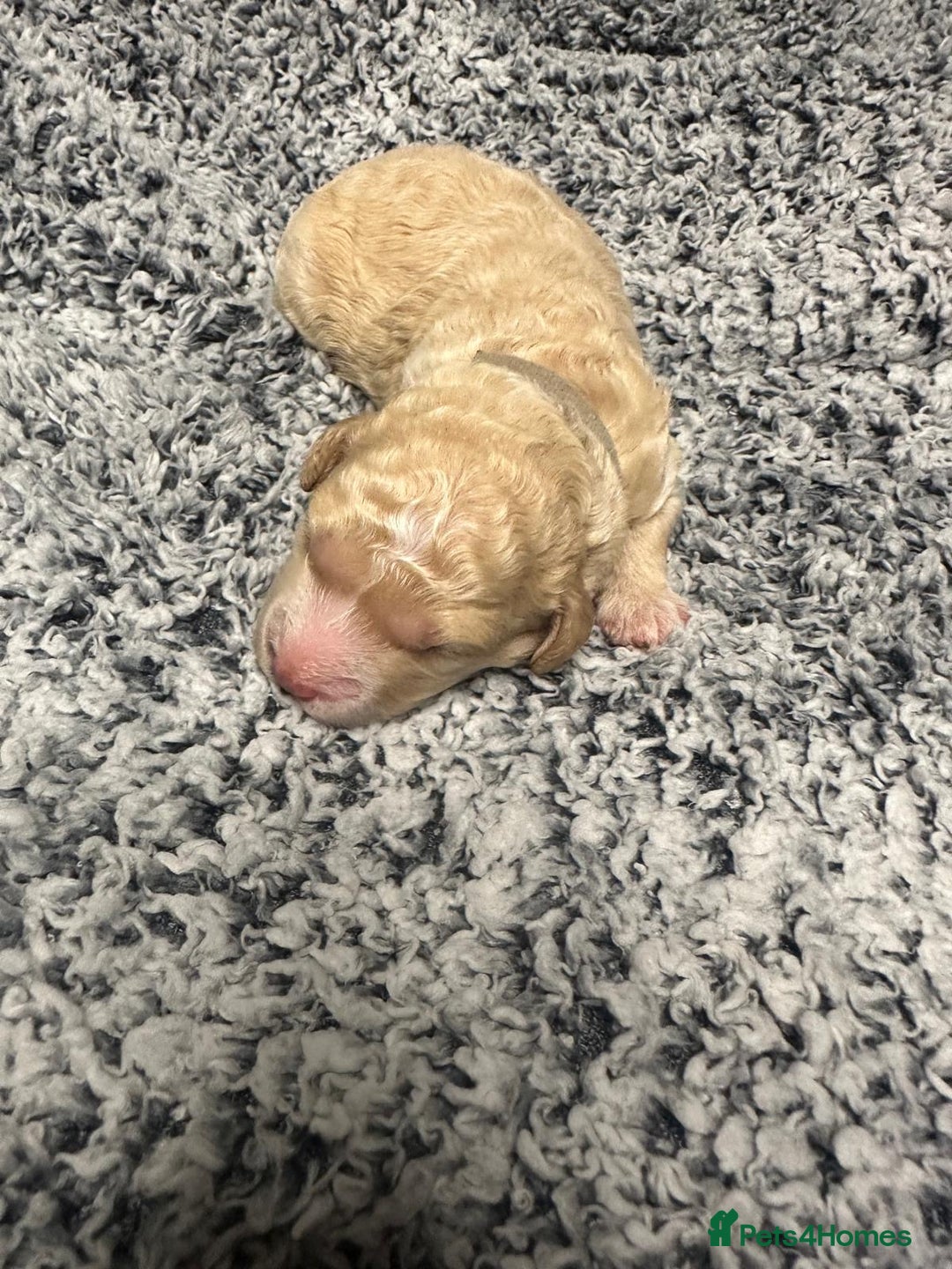 Miniature Poodle dogs for sale: Gorgeous pure bred miniature poodles - Advert 3