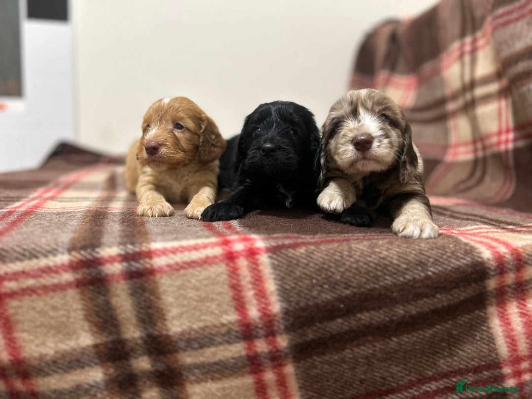 Cockapoo dogs for sale: stunning toy cockapoo  - Advert 19