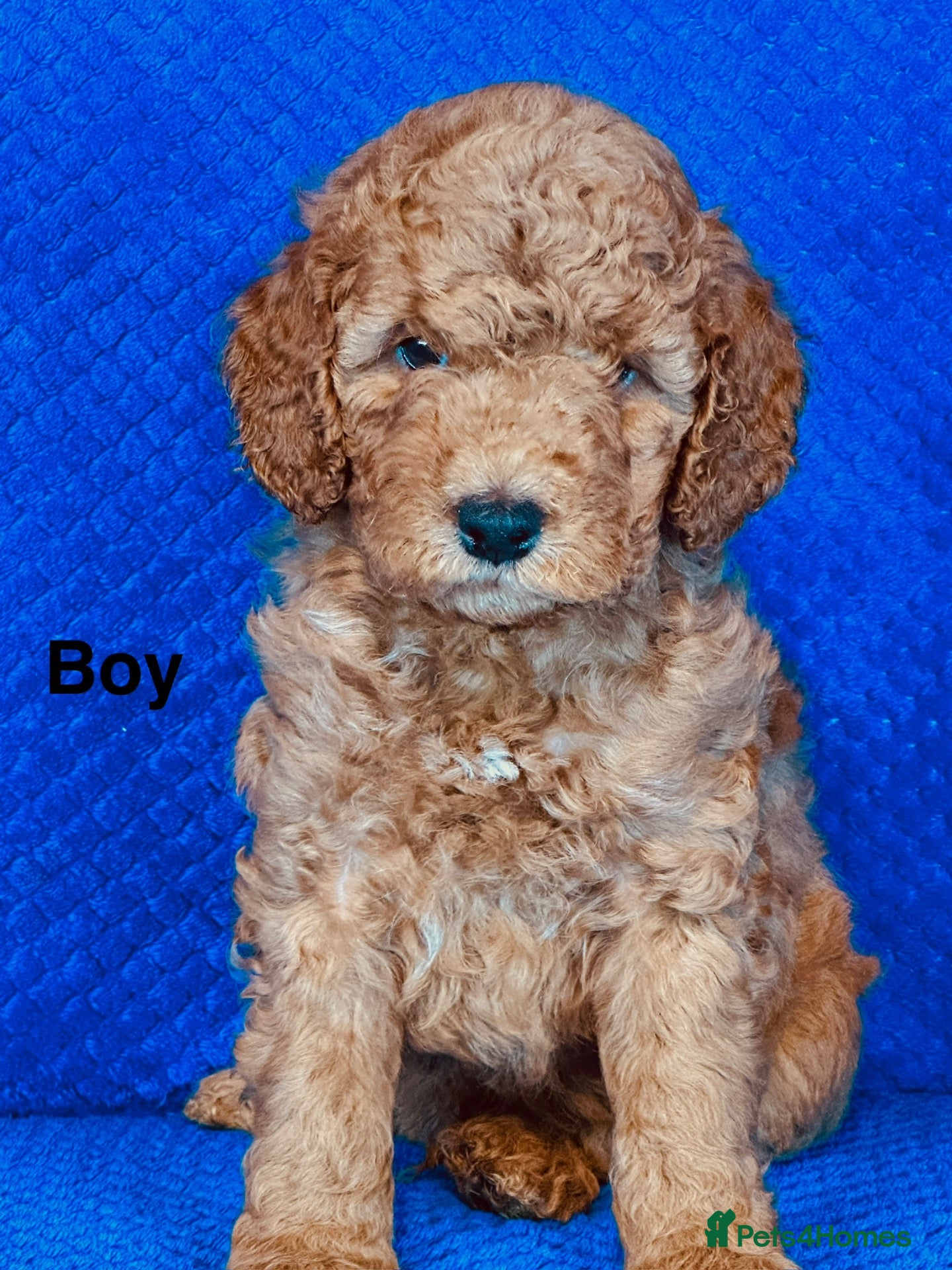 Cockapoo dogs Fully Health Tested, Show-Type Cockapoo Puppies - Advert 2