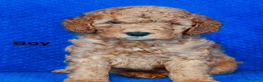 Cockapoo 1