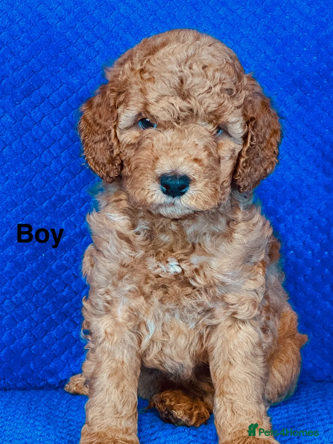 Cockapoo dogs for sale: Fully Health Tested, Show-Type Cockapoo Puppies - Advert 2