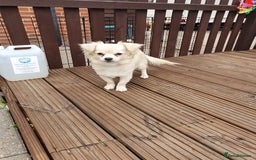 Chihuahua dogs for sale: 7 month old chihuahua  - Image 7