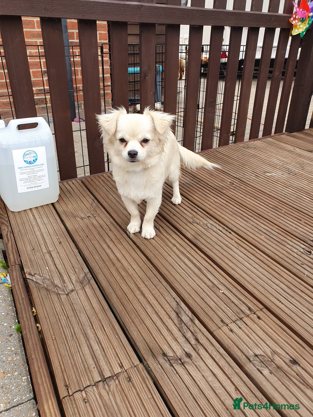Chihuahua dogs for sale: 7 month old chihuahua  - Image 7