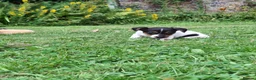 Jack Russell dogs for sale: Jack Russell pups  - Advert 13