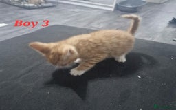 Mixed Breed cats for sale: Beautiful kittens for sale - Image 5