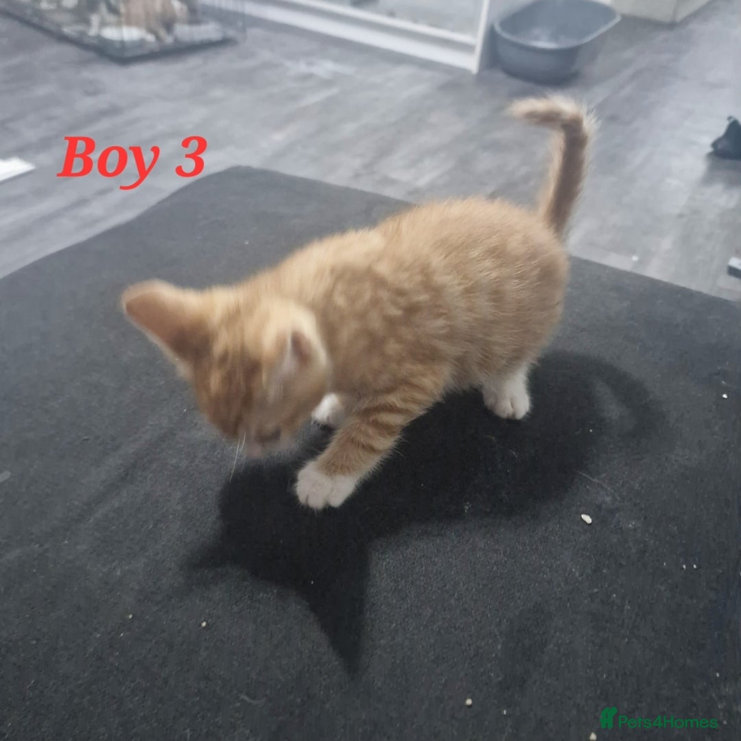 Mixed Breed cats for sale: Beautiful kittens for sale - Image 5