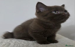 British Shorthair cats for sale: GCCF British Shorthair Kittens Champion Bloodline  - Image 10