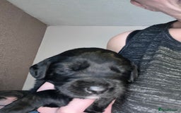 Mixed Breed dogs for sale: 9 BEAUTIFUL CHUNKY LABRADOR/COCKAPOO  - Image 17