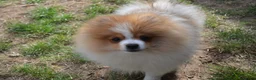 Pomeranian dogs for sale: PACO - Beautiful Pomeranian Boy - Advert 22