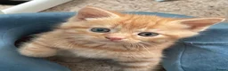 Mixed Breed cats for sale: Adorable Kittens Looking for Loving Homes  in Forfar - Advert 6