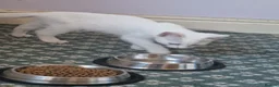 Mixed Breed cats for adoption: 🐾❤️ THREE ADORABLE KITTENS READY in Burton-on-Trent - Advert 22
