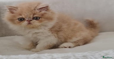 Persian cats - Advert 4