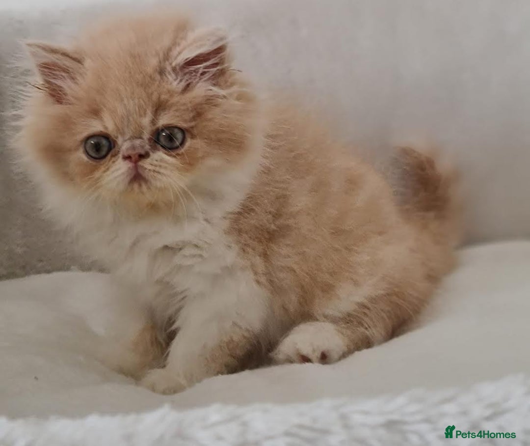 Persian cats for sale: Persian Kittens Looking For New Home - Image 3