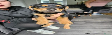 Mixed Breed 2