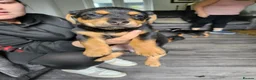 Mixed Breed dogs for sale: 4 beautiful female puppies left in Huddersfield - Advert 3