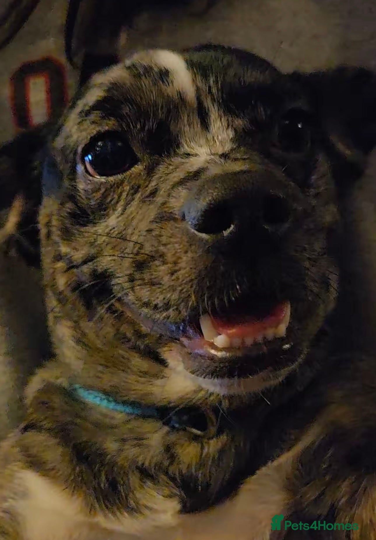 Mixed Breed dogs Shihpoo cross french bulldog female - Advert 3