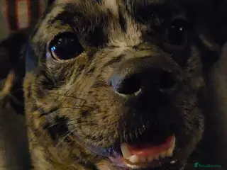 Mixed Breed dogs Shihpoo cross french bulldog female - Advert 3