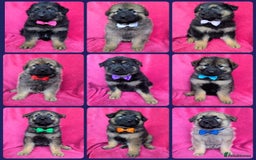 German Shepherd dogs for sale: Adorable German Shepherd puppies - Image 1