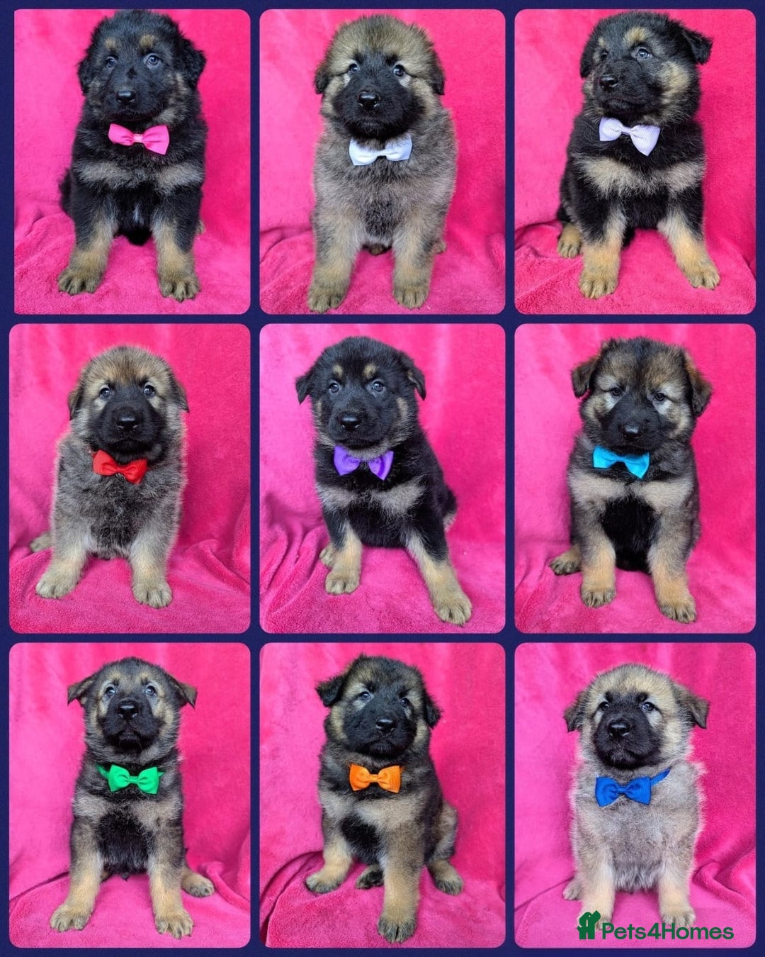German Shepherd dogs for sale: Adorable German Shepherd puppies - Image 1