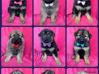 German Shepherd dogs - Advert 9