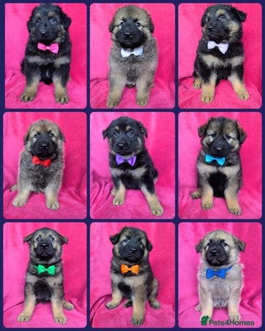 German Shepherd dogs - Advert 9