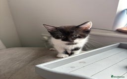 Domestic Shorthair cats for sale: Kittens ready now!  - Image 7