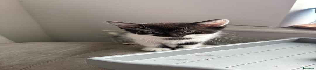 Domestic Shorthair Kitten 1