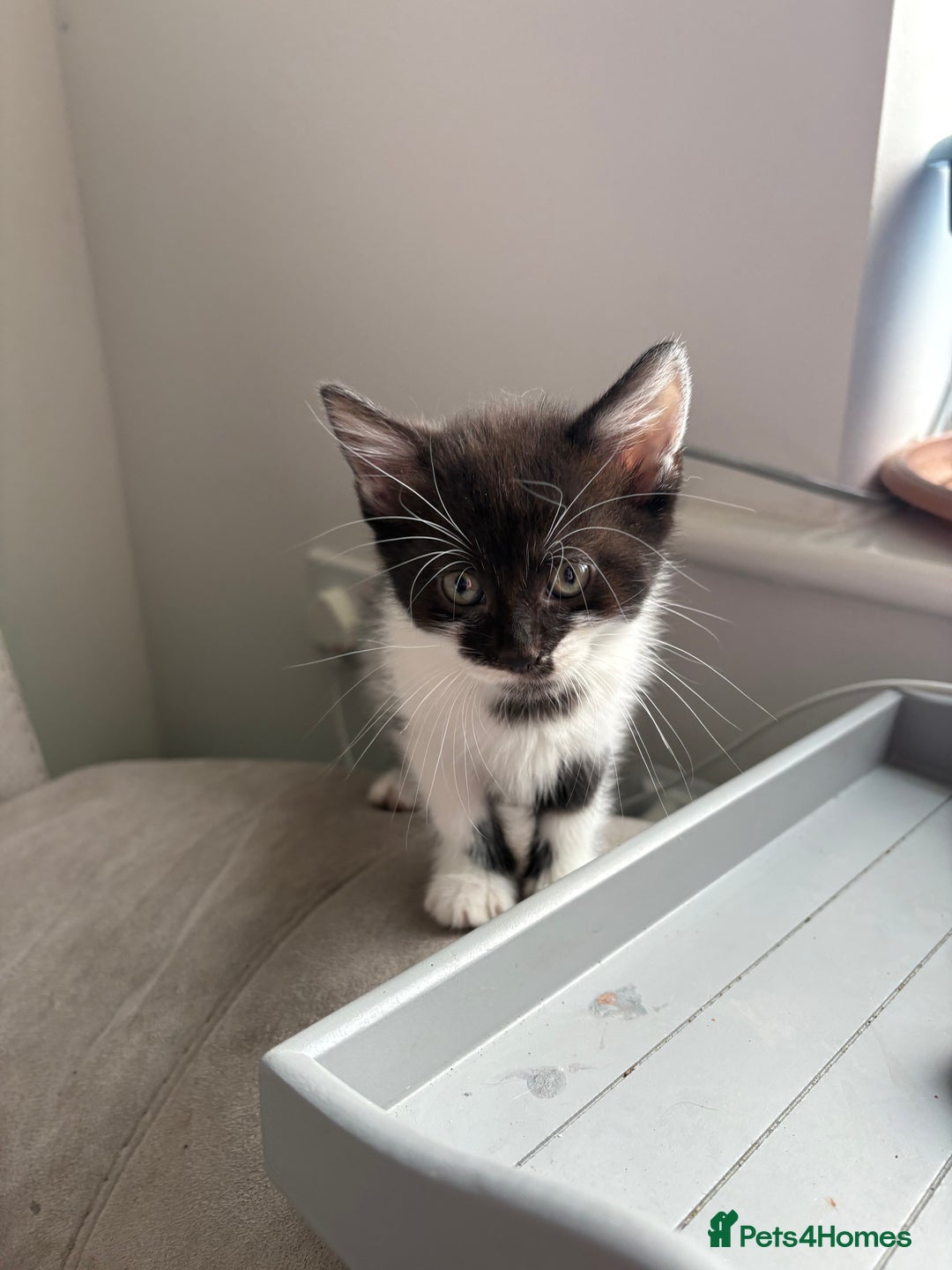 Domestic Shorthair cats for sale: Kittens ready now!  - Image 7