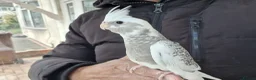 Cockatiels birds for sale: Super hand tamed baby cockatiels  - Advert 2