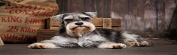 Miniature Schnauzer dogs for stud: Handsome black and silver Miniature Schnauzer  in Cambridge - Advert 3