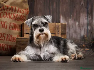 Miniature Schnauzer dogs Handsome black and silver Miniature Schnauzer in Cambridge - Advert 2