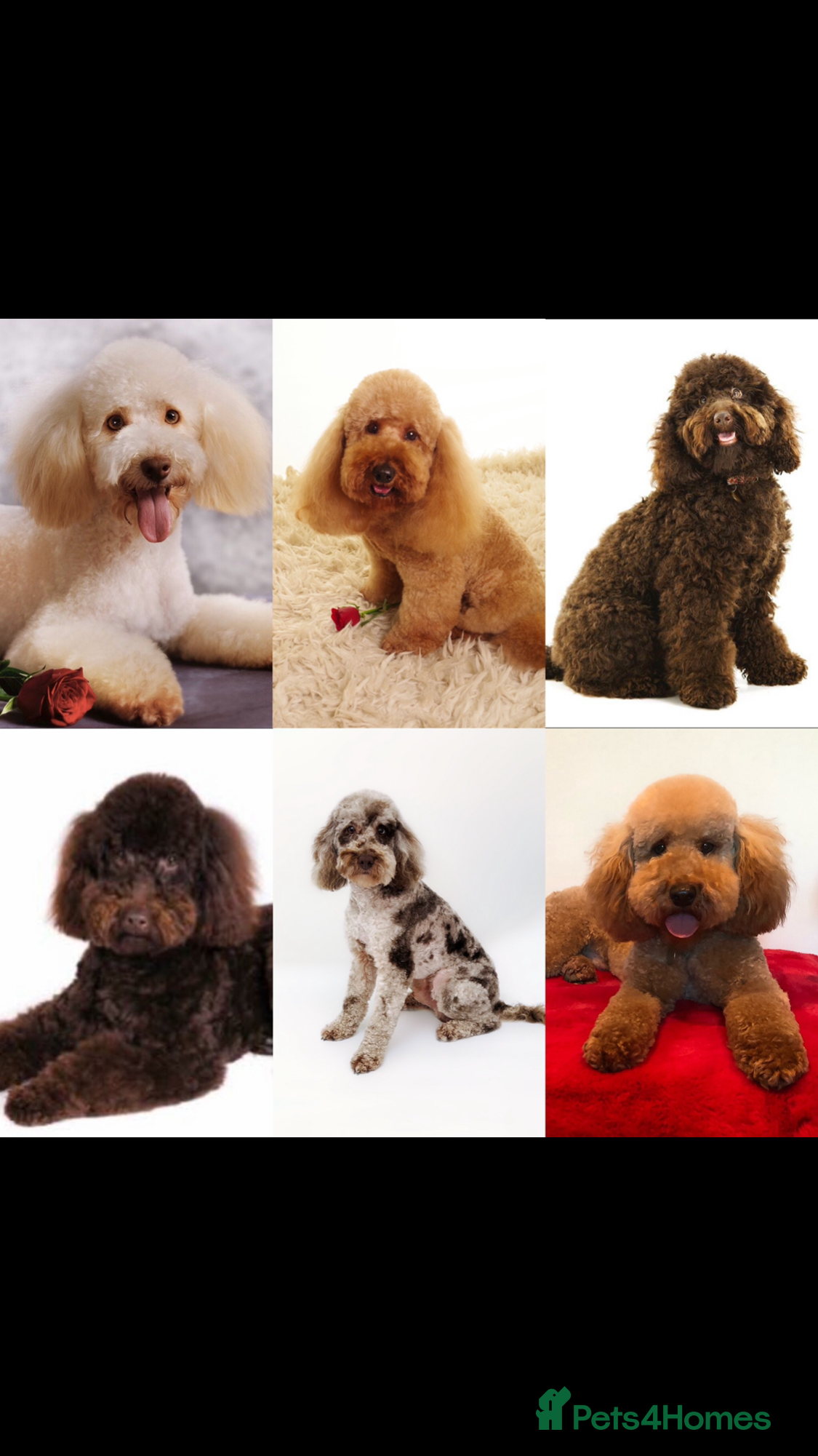 Cavalier King Charles Spaniel dogs Mr Darcy now at Stud GREEN DOPLER, KC Registered in Sandbach - Advert 10