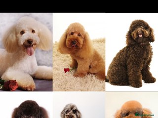 Cavalier King Charles Spaniel dogs in Sandbach - Advert 1