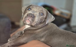Staffordshire Bull Terrier dogs for sale: **Ready To Leave**KC Blues Champ Blood in Coventry - Image 33