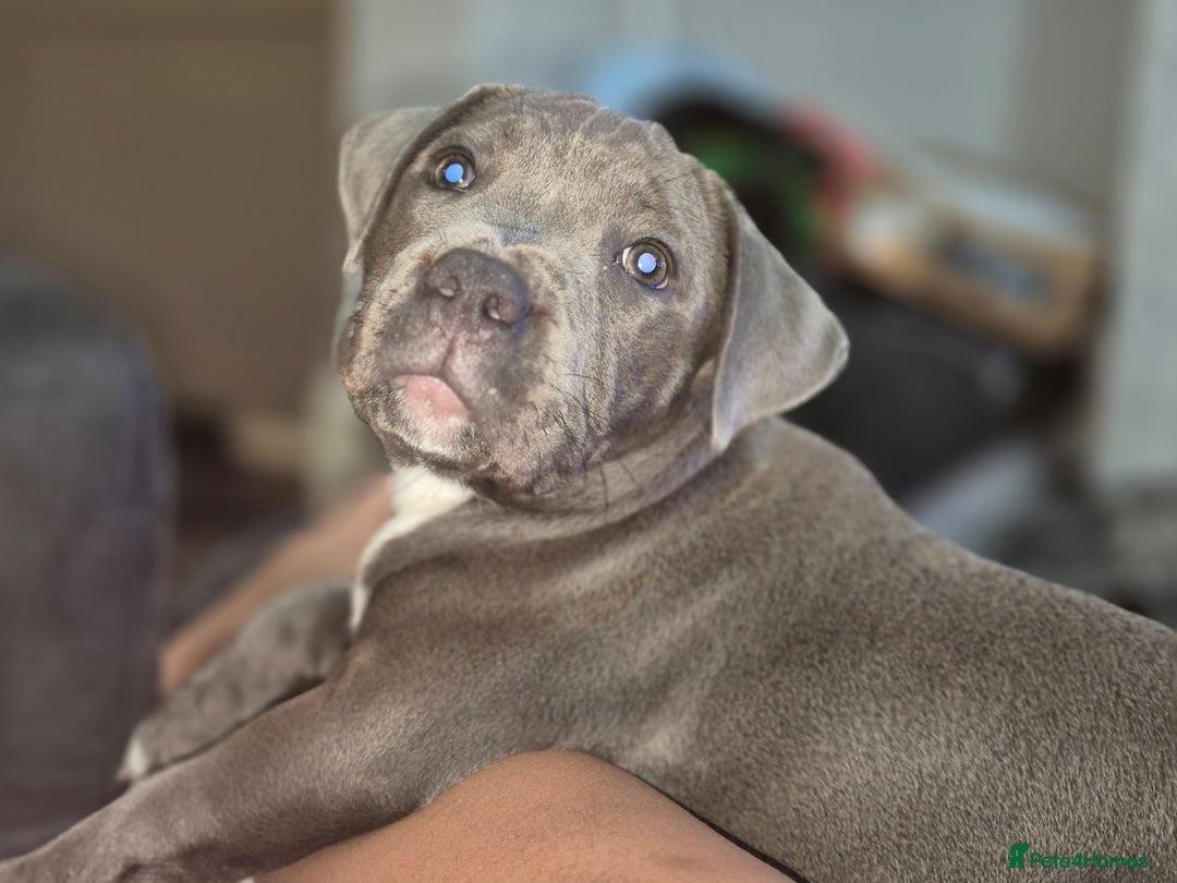 Staffordshire Bull Terrier dogs for sale: **Ready To Leave**KC Blues Champ Blood in Coventry - Image 33