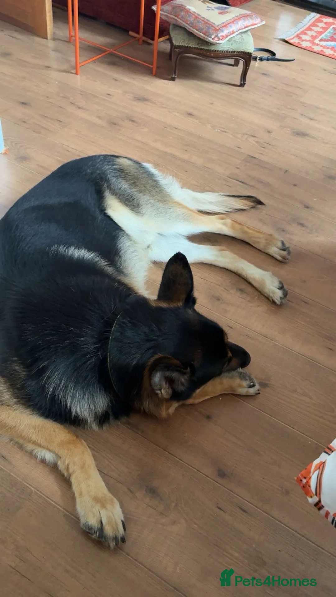German Shepherd dogs for sale: Male German Shepherd - Lovable/gentle 16month old  in Liverpool - Advert 2