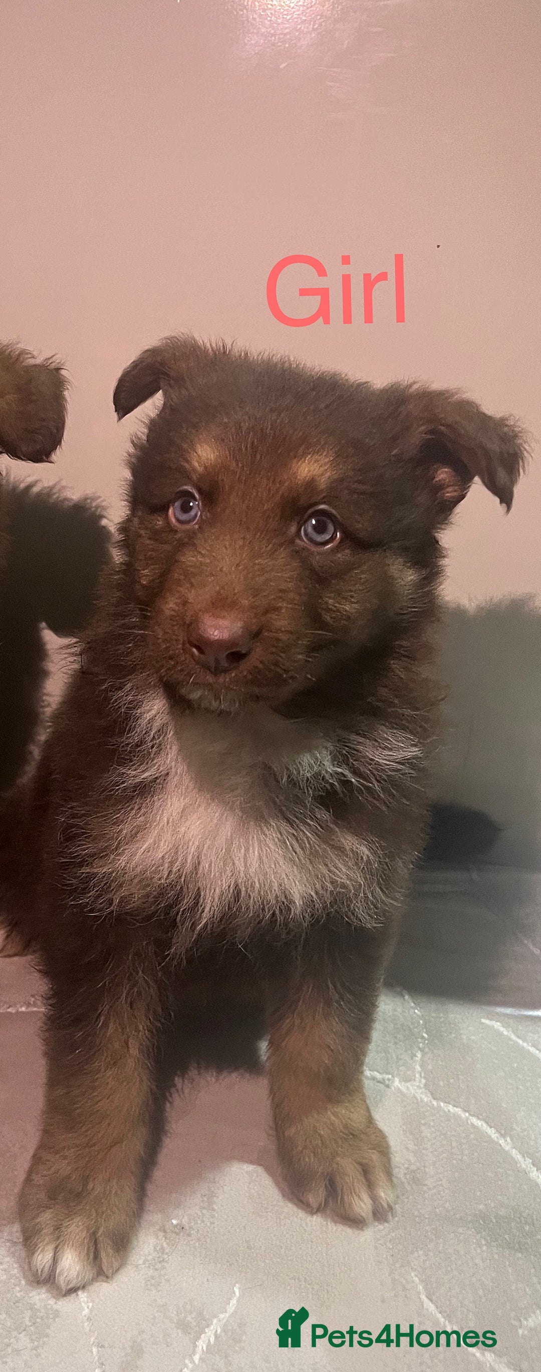 German Shepherd dogs for sale: 4 beautiful German shepherd  - Advert 7