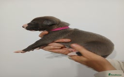 Lurcher dogs for sale: Bull Greyhound - Image 11