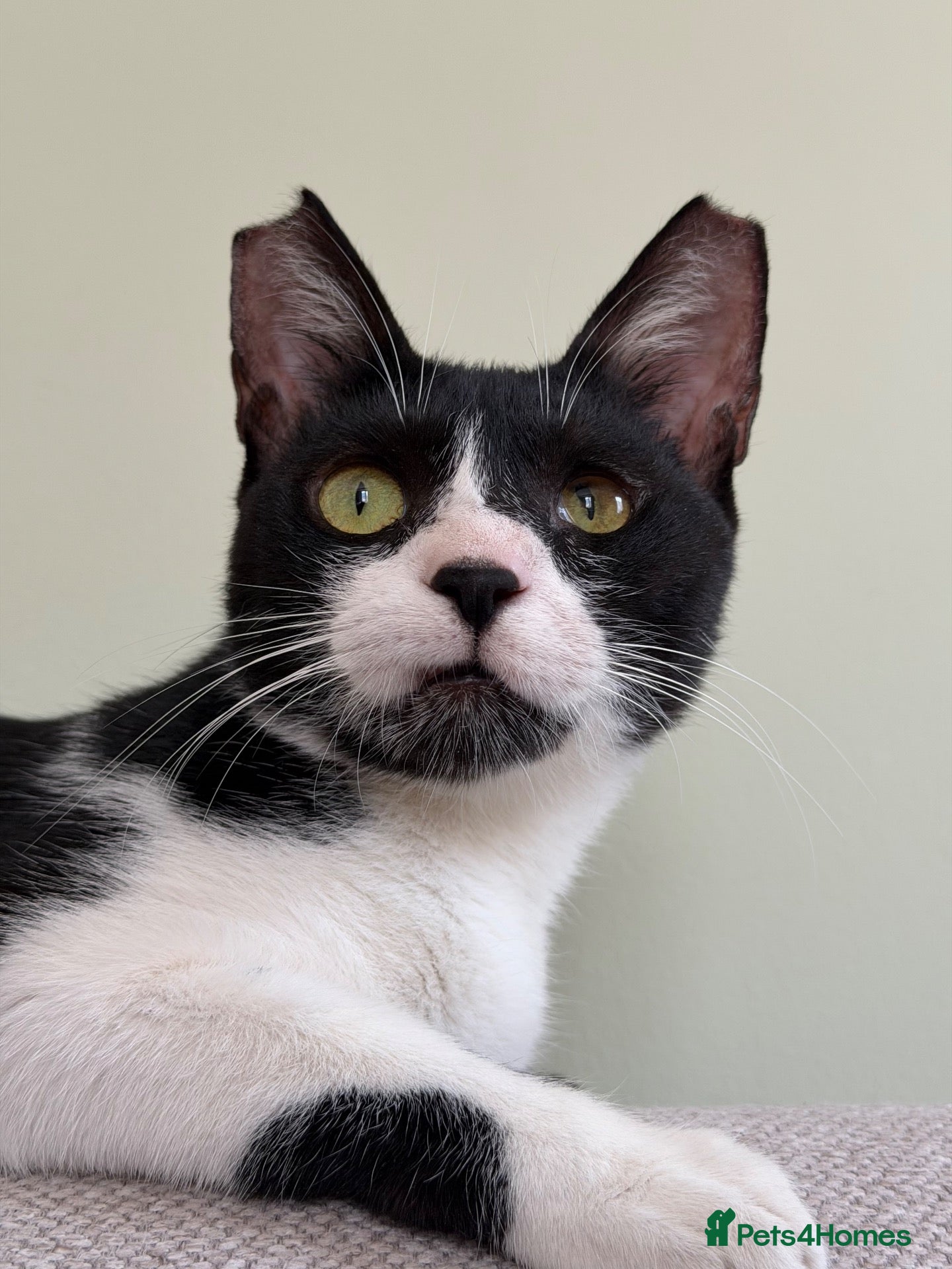 Mixed Breed cats Loves People-  Indoor Rescue Girl Lia  - Advert 1