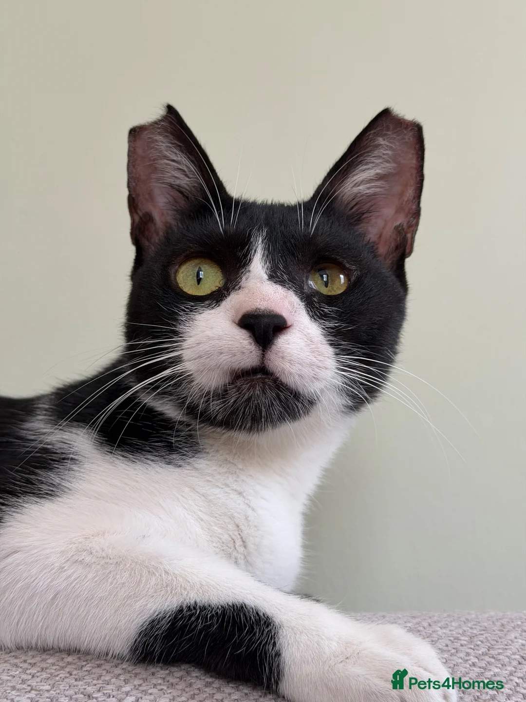 Mixed Breed cats for adoption: Loves People-  Indoor Rescue Girl Lia  - Advert 1