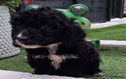 Cockapoo dogs for sale: ** BEAUTIFUL LITTER OF COCKAPOOS ** - Image 8